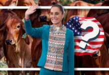 México y EEUU prevén reanudar pronto el comercio de ganado tras control del brote de gusano barrenador