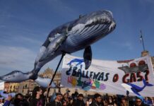 ONG logra frenar buques de Proyecto Saguaro para proteger a ballenas