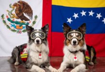 Los 22 perros rescatistas mexicanos en Venezuela: de los hijos de Athos a Arkadas, el legado de Proteo