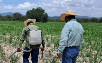 Más de 1.1 millones de indígenas y afromexicanos reciben apoyos de Producción para el Bienestar