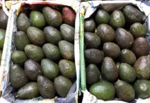 Sheinbaum anuncia acuerdos para impulsar producción y exportación de aguacate